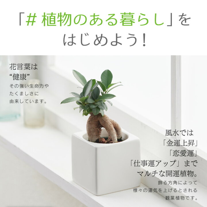 楽天市場 ガジュマル 観葉植物 おしゃれ お祝い インテリア 鉢 おしゃれ お祝い ミニ セット 小さい 卓上 棚 ハイドロカルチャー 引っ越し祝 新築祝 北欧 ミニ観葉植物 コテラ こてら 6cm Koteraグリーンとインテリアのお店 楽天市場 ガジュマル 観葉植物 おしゃれ お祝い インテリア 鉢 おしゃれ お祝い ミニ セット 小さい 卓上 棚 ハイドロカルチャー 引っ越し祝 新築祝 北欧 ミニ観葉植物 コテラ こてら 6cm Koteraグリーンとインテリアのお店