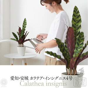 観葉植物 霧吹き おしゃれの人気商品 通販 価格比較 価格 Com