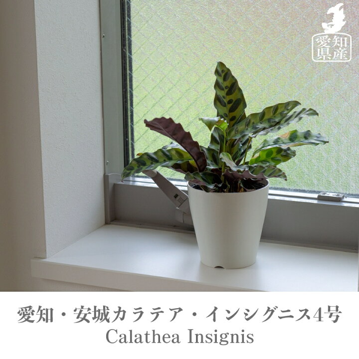楽天市場 全品5 Off 1 3まで 観葉植物 小さい 卓上 4号 カラテア インシグニス プランター 鉢 おしゃれ お祝い 土 ミニ 棚 希少 珍しい フラワーポット 植木鉢 室内 インテリア 円形 丸 北欧 セット パキラ 引っ越し祝 新築祝 コテラ Koteraグリーンとインテリアのお店