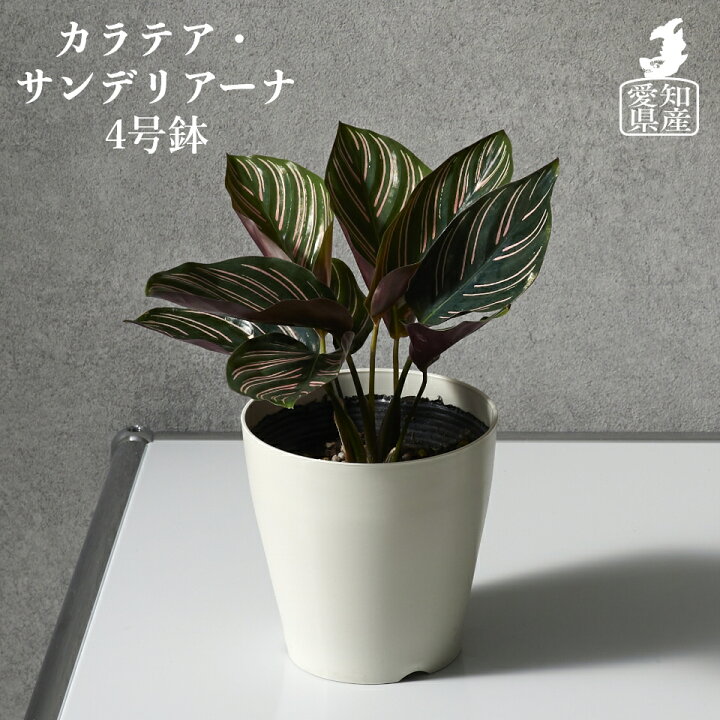 楽天市場 観葉植物 カラテア サンデリアーナ おしゃれ お祝い 土 4号 インテリア 鉢 ミニ 小さい 卓上 棚 希少 珍しい 育てやすい 引っ越し祝い 新築祝い 北欧 コテラ こてら Koteraグリーンとインテリアのお店