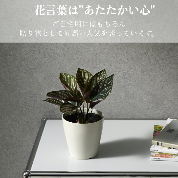 楽天市場 全品5 Off 10 5限定 観葉植物 カラテア サンデリアーナ おしゃれ お祝い 土 4号 インテリア 鉢 ミニ 小さい 卓上 棚 希少 珍しい 育てやすい 引っ越し祝い 新築祝い 北欧 コテラ こてら Koteraグリーンとインテリアのお店