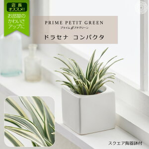 小さい 鉢 観葉植物の人気商品 通販 価格比較 価格 Com