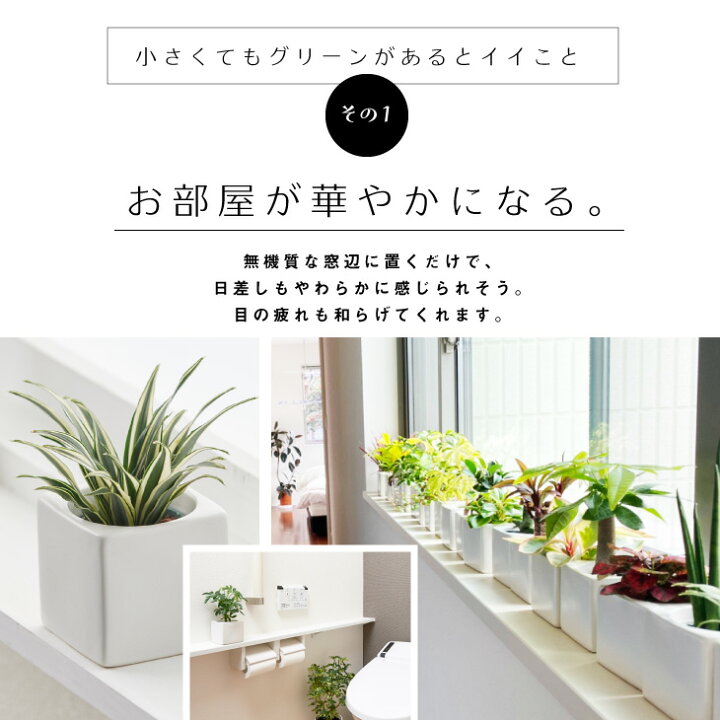 ハイドロカルチャー 観葉植物 鉢 おしゃれ 1点セット 小さい 卓上 陶器鉢 インテリア パキラ ウンベラータ ミニ モンステラ サンスベリア 引っ越し祝 新築祝 北欧 ミニ観葉植物 ポトス ガジュマル コテラ こてら 6cm ヤマツ Koteraグリーンとインテリアのお店
