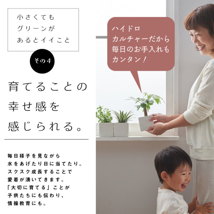 楽天市場 最大 オフクーポン 4 16 1 59まで 観葉植物 おしゃれ お祝い インテリア 鉢 お祝い パキラ ウンベラータ カラテア モンステラ セット 小さい 棚 ハイドロカルチャー サンスベリア 引っ越し祝 新築祝 北欧 ミニ観葉植物 ポトス ガジュマル コテラ こてら