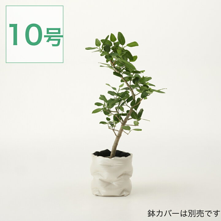 楽天市場】【前夜祭 10％OFFｸｰﾎﾟﾝ 4/23】観葉植物 ベンガレンシス 大型 
