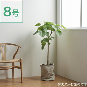 【最大50%OFFクーポン 10/30お昼12:30〜】観葉植物 ウンベラータ 大型 7号 8号 インテリア おしゃれ 大きい 指宿 北欧 開店祝い 新築祝い 引っ越し祝い コテラ