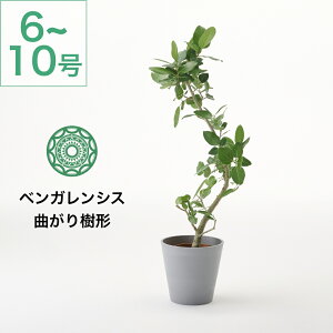【最大50%OFFクーポン 10/30お昼12:30〜】観葉植物 ベンガレンシス 大型 6号 7号 8号 10号 インテリア おしゃれ 大きい 指宿 北欧 開店祝い 新築祝い 引っ越し祝い コテラ
