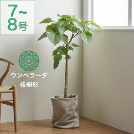 【最大50%offの超特価セール】観葉植物 ウンベラータ 大型 7号 8号 インテリア おしゃれ 大きい 指宿 北欧 開店祝い 新築祝い 引っ越し祝い コテラ