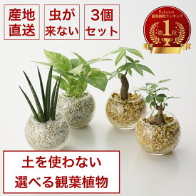 【最大50%offの超特価セール】【Sサイズ選べる3個セット】土を使わない ミニ 観葉植物 小さい ハイドロカルチャー 鉢 ガラス ポット 透明 おしゃれ 棚 パキラ モンステラ サンスベリア ポトス 引っ越し祝 新築祝 北欧 90 コテラ こてら