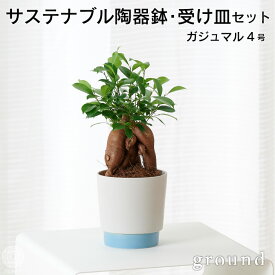 楽天市場 ガジュマル 小さいの通販