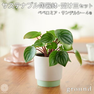 観葉植物 ペペロミア Diy 工具の人気商品 通販 価格比較 価格 Com