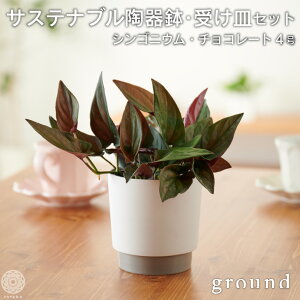 シンゴニウム 観葉植物の人気商品 通販 価格比較 価格 Com