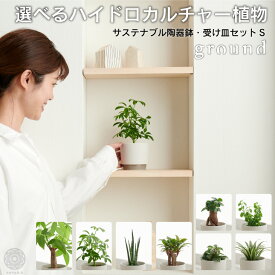 【全品10%off★4/24 20:00～】観葉植物 インテリア おしゃれ 小さい 卓上 鉢 お祝い 【ground】 パキラ ウンベラータ ミニ モンステラ セット 小さい 卓上 棚 ハイドロカルチャー サンスベリア 引っ越し祝 新築祝 北欧 ミニ ポトス ガジュマル コテラ こてら 6cm