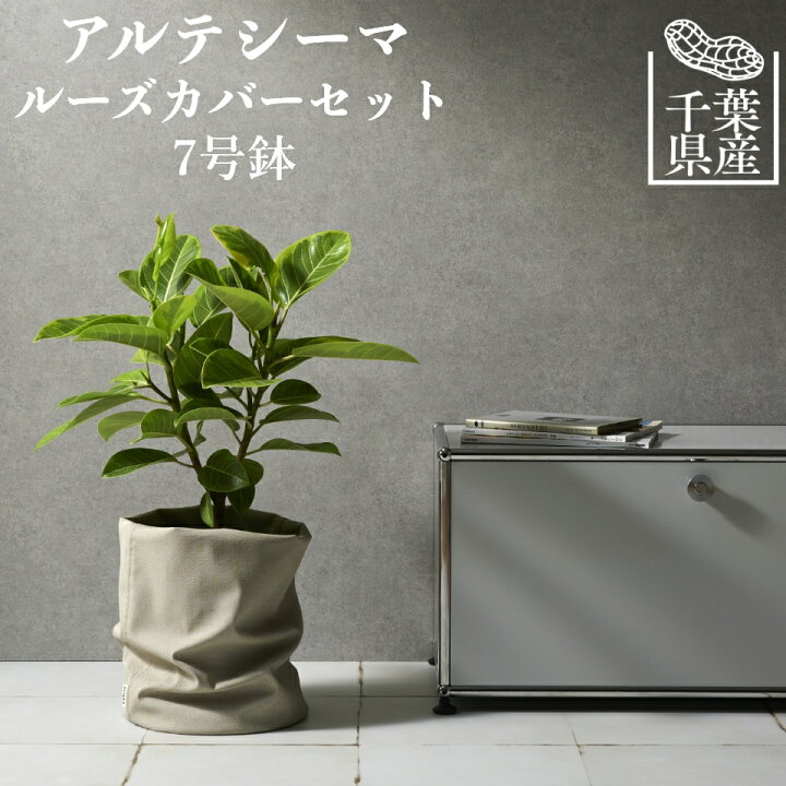 楽天市場 アフターセール対象商品5 Off 観葉植物 おしゃれ 大型 千葉県産 アルテシーマ ノーマル樹形 7号 カバーセット 鉢 お祝い 土 棚 インテリア 引っ越し祝い 新築祝い 北欧 育てやすい 立札 ギフト コテラ こてら Koteraグリーンとインテリアのお店