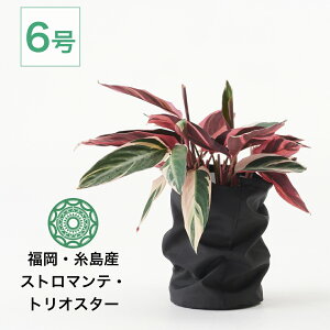 �ϗt�A�� �C���e���A �X�g���}���e �g���I�X�^�[ 6�� �J���e�A �� �J�o�[ ������� ���j�� �k�� �J�X�j �V�z�j �����z���j �R�e��