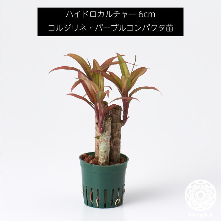 楽天市場】4/13 14:30~23:59 前夜祭 全品10％オフクーポンコルジリネ 