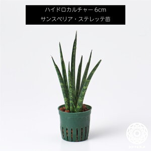サンスベリア ハイドロカルチャーの人気商品 通販 価格比較 価格 Com