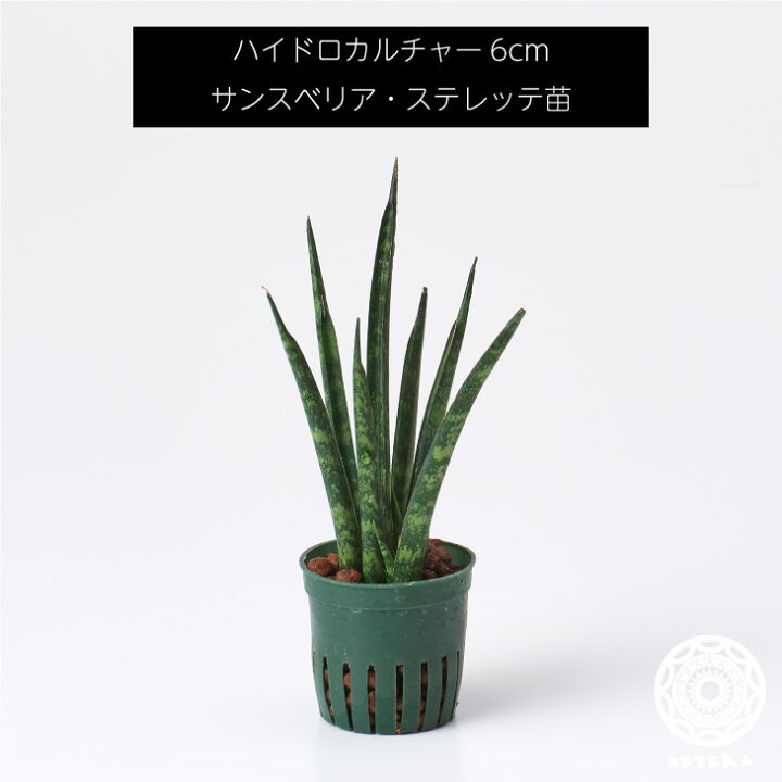 楽天市場 サンスベリア ステレッテ 苗 リピーター様限定 観葉植物 ハイドロカルチャー6cm 6パイ Koteraグリーンとインテリアのお店