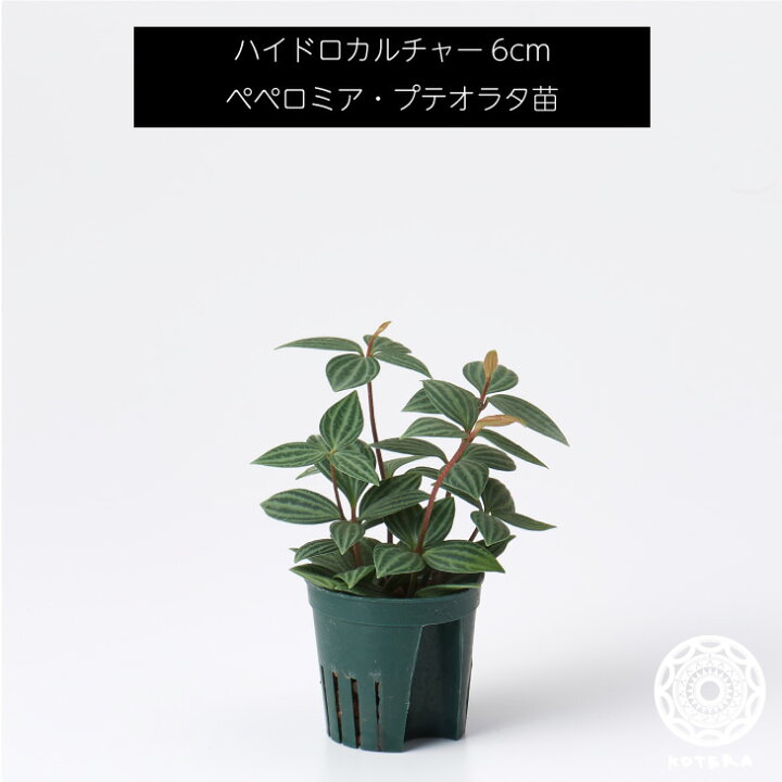 楽天市場 ペペロミア プテオラタ 苗 リピーター様限定 観葉植物 ハイドロカルチャー6cm 6パイ 母の日 Koteraグリーンとインテリアのお店