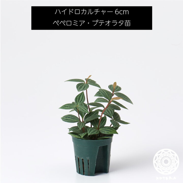 楽天市場 ペペロミア プテオラタ 苗 リピーター様限定 観葉植物 ハイドロカルチャー6cm 6パイ Koteraグリーンとインテリアのお店