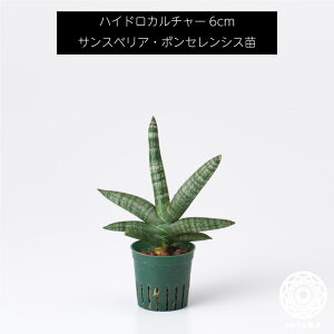 観葉植物 ハイドロカルチャー 苗の人気商品 通販 価格比較 価格 Com