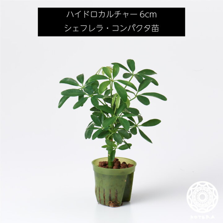 楽天市場 全品5 Off 15日限定 シェフレラ コンパクタ 苗 リピーター様限定 観葉植物 ハイドロカルチャー6cm 6パイ Koteraグリーンとインテリアのお店