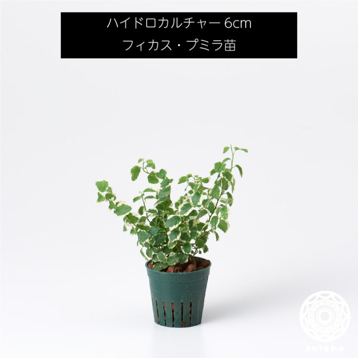 楽天市場 フィカス プミラ 苗 リピーター様限定 観葉植物 ハイドロカルチャー6cm 6パイ Koteraグリーンとインテリアのお店