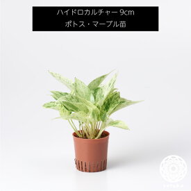 楽天市場 ポトス マーブルの通販