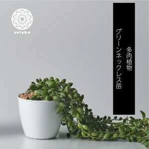 観葉植物 グリーンネックレス 多肉植物の人気商品 通販 価格比較 価格 Com