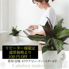楽天市場 霧吹き 小さいの通販 楽天市場 霧吹き 小さいの通販