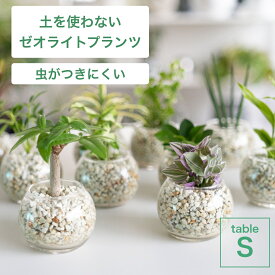 【全品5%off★4/25 23:59まで】土を使わない観葉植物 インテリア 選べる ハイドロカルチャー 小さい おしゃれ 鉢 ゼオライト パキラ モンステラ サンスベリア ポトス 引っ越し祝 新築祝 北欧 テーブルSサイズ ガラス ピュアライトホワイト コテラ こてら