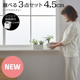 【全品5%off★4/25 23:59まで】観葉植物 インテリア ハイドロカルチャー 鉢 おしゃれ 3点セット 小さい 卓上 陶器鉢 パキラ ウンベラータ ミニ モンステラ サンスベリア 引っ越し祝 新築祝 北欧 ミニ ポトス ガジュマル コテラ こてら 4.5cm