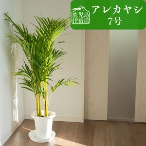 y10/18Si10%OFFN[|zyő50%off10/18 12:00`zϗtA CeA ^ 7   wh AJV j y I zj Vzj k Ă₷ D Mtg Re 