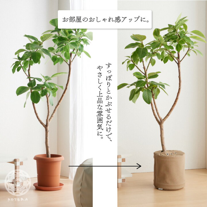 楽天市場 鉢カバー おしゃれ お祝い 大型 8号 北欧 レザー 観葉植物 棚 プラントポット Plantpot 布 スタンド インテリア ナチュラル シンプル 国産合皮レザー 汚れ 犬 ネコ 安心 日本製 鉢カバー コテラ こてら Koteraグリーンとインテリアのお店