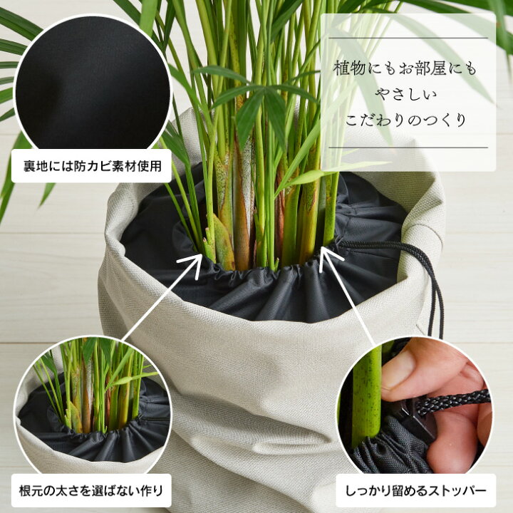 楽天市場 最大500円オフ クーポン 観葉植物 おしゃれ お祝い 愛知 カンガルーファーン 6号 シダ ルーズカバーセット 鉢 カバー Loose Cover インテリア 北欧 インテリア 開店祝 新築祝 引っ越し祝 かわいい コテラ Koteraグリーンとインテリアのお店