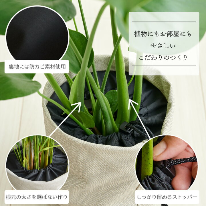 楽天市場 最大500円オフ クーポン 観葉植物 大型 鉢 おしゃれ お祝い 土 棚 パキラ 8号 ルーズカバーセット インテリア 引っ越し祝い 新築祝い 北欧 育てやすい 立札 ギフト 初心者おすすめ プレゼント コテラ こてら Koteraグリーンとインテリアのお店