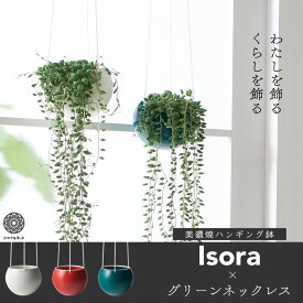 楽天市場 グリーンネックレス 観葉植物 花 観葉植物 花 ガーデン Diyの通販