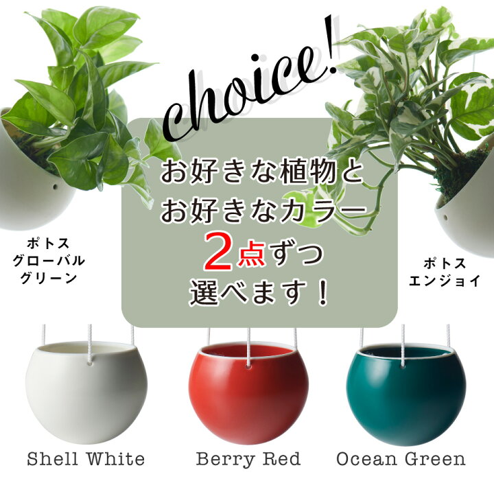 楽天市場 全品5 Off 11 11 1 59まで 観葉植物 おしゃれ 小さい 卓上 吊り下げ 鉢 お祝い ハンギング ポトス グローバルグリーン エンジョイ 苔玉 ミニ コケ玉 こけだま セット カバー Isola 棚 北欧 インテリア 開店祝 新築祝 引っ越し祝 ステータス コテラ Kotera