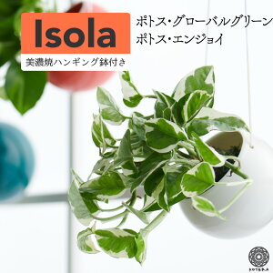 観葉植物 ポトス ハンギングの人気商品 通販 価格比較 価格 Com