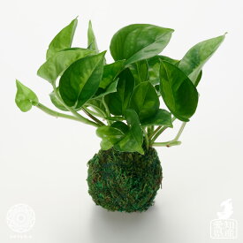 楽天市場 苔玉 吊りの通販