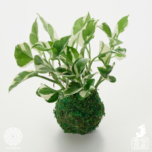 観葉植物 ポトス ハンギングの人気商品 通販 価格比較 価格 Com