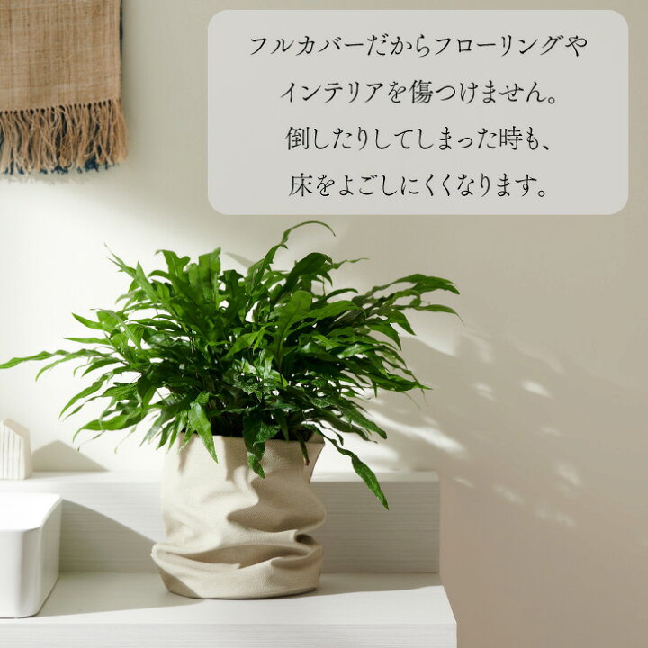 楽天市場 最大500円オフ クーポン 観葉植物 おしゃれ お祝い 愛知 カンガルーファーン 6号 シダ ルーズカバーセット 鉢 カバー Loose Cover インテリア 北欧 インテリア 開店祝 新築祝 引っ越し祝 かわいい コテラ Koteraグリーンとインテリアのお店