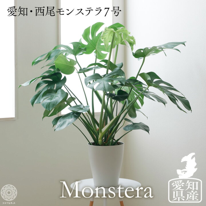 楽天市場 アフターセール対象商品5 Off 観葉植物 大型 鉢 おしゃれ お祝い 土 棚 愛知モンステラ 7号 モンステラ デリシオーサ インテリア 大型 生産者直送 北欧 開店祝い 新築祝い 引っ越し祝 コテラ こてら Koteraグリーンとインテリアのお店