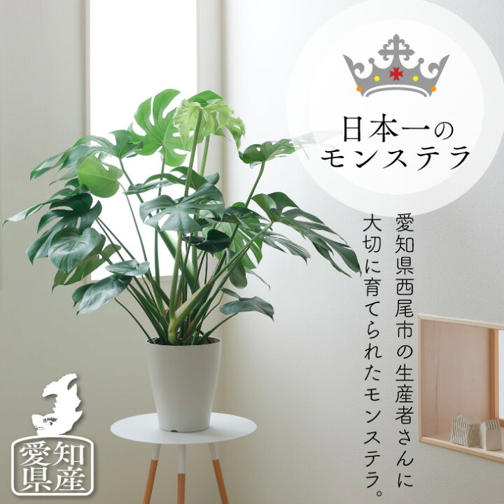 楽天市場 観葉植物 大型 鉢 おしゃれ お祝い 土 棚 愛知モンステラ 7号 モンステラ デリシオーサ インテリア 大型 生産者直送 北欧 開店祝い 新築祝い 引っ越し祝 コテラ こてら 8月中旬より順次発送 Koteraグリーンとインテリアのお店
