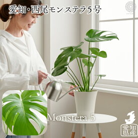 楽天市場 モンステラ デリシオーサ 観葉植物 花 観葉植物 花 ガーデン Diyの通販