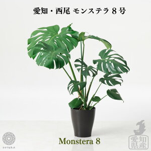 観葉植物 霧吹き おしゃれの人気商品 通販 価格比較 価格 Com 観葉植物 霧吹き おしゃれの人気商品 通販 価格比較 価格 Com