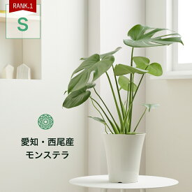 【全品10%off★4/24 20:00～】観葉植物 インテリア 名人のモンステラ デリシオサ Sサイズ 6号 大型 鉢 おしゃれ モンステラ デリシオーサ 土 棚 希少 珍しい 北欧 セット 結婚祝い 引っ越し祝 新築祝 コテラ