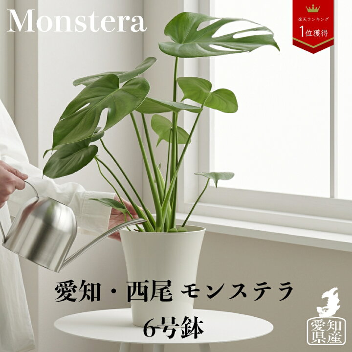 楽天市場 全品5 Off 15日限定 観葉植物 名人のモンステラ 大型 鉢 おしゃれ モンステラ デリシオーサ 6号 土 棚 希少 珍しい インテリア 北欧 セット 結婚祝い 引っ越し祝 新築祝 コテラ Koteraグリーンとインテリアのお店