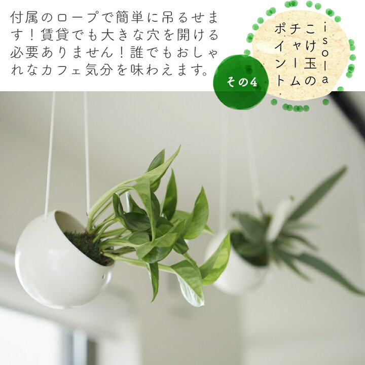楽天市場 最大 オフクーポン 4 16 1 59まで 観葉植物 おしゃれ 小さい 吊り下げ 鉢 お祝い ハンギング ポトス グローバルグリーン エンジョイ 苔玉 ミニ コケ玉 こけだま セット カバー Isola 棚 北欧 インテリア 開店祝 新築祝 引っ越し祝 ステータス コテラ