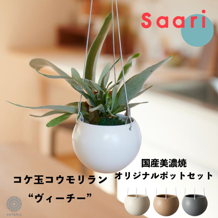 楽天市場 全品5 Off 10 25限定 観葉植物 おしゃれ 吊り下げ 鉢 小さい 卓上 ハンギング ビカクシダ コウモリラン ヴィーチー 苔玉 ミニ コケ玉 こけだま セット カバー Saari 棚 北欧 インテリア 開店祝 新築祝 引っ越し祝 コテラ Koteraグリーンとインテリアのお店